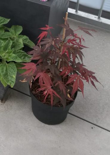 Ahorn Mitte April 2019