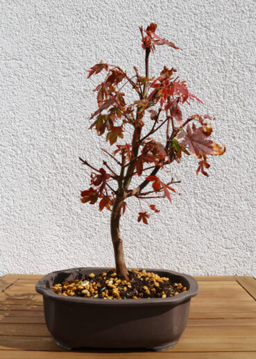 Ahorn Mitte September 2020