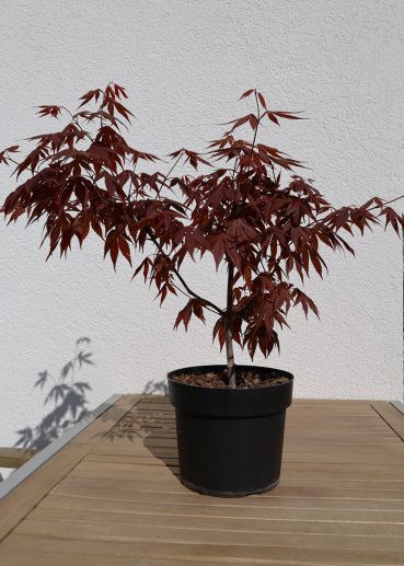 Ahorn Mitte April 2019