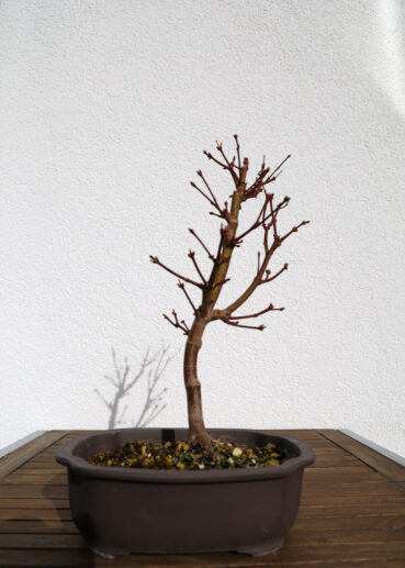 Ahorn Ende März 2021