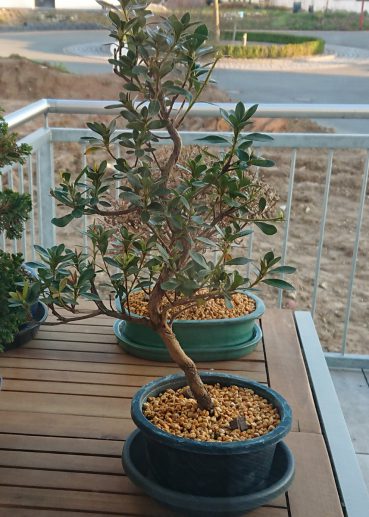 Azalee Mitte April 2020