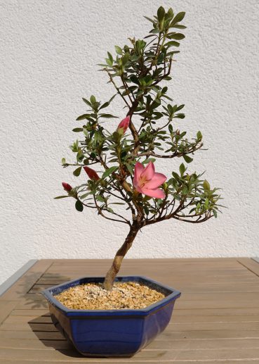 Azalee Mitte April 2020