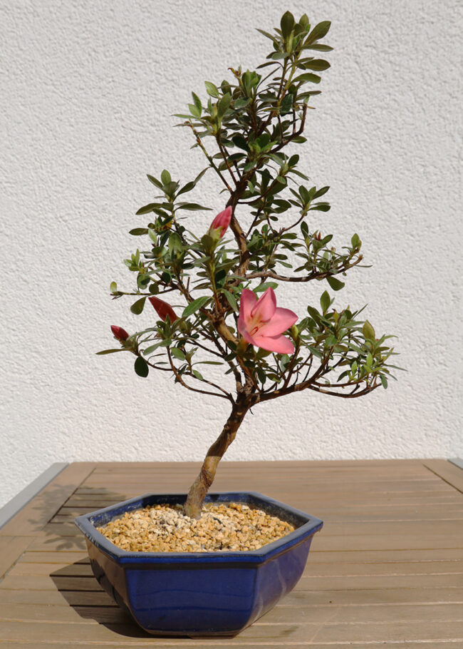 Azalee Mitte April 2020