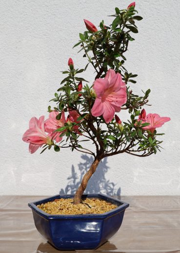 Azalee Mitte Mai 2020