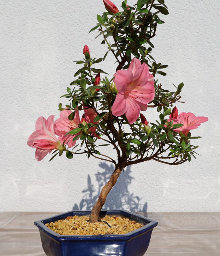 Azalee Mitte Mai 2020