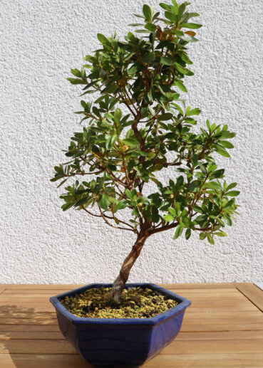 Azalee Anfang September 2020