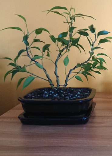 Benjamini Wald April 2019