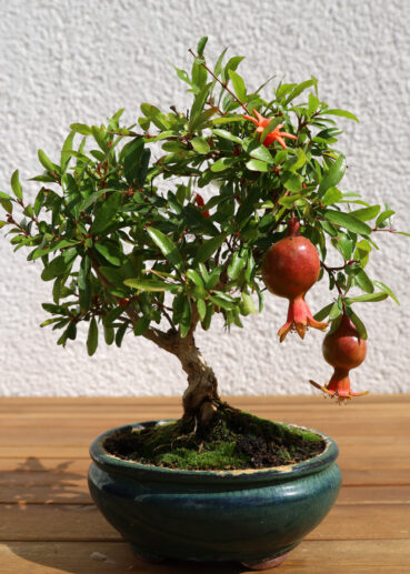 Granatapfel Anfang September 2020