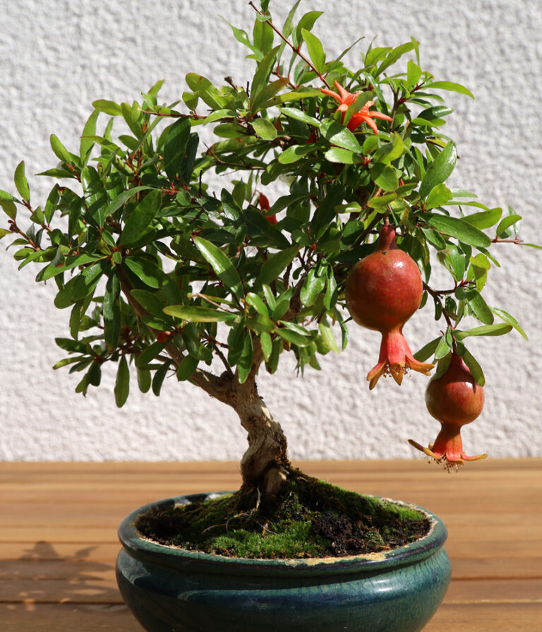 Granatapfel Anfang September 2020