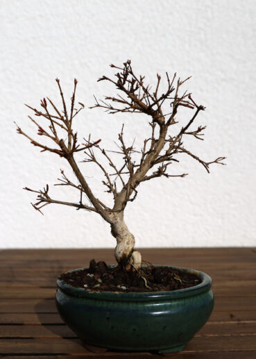 Granatapfel Ende März 2021