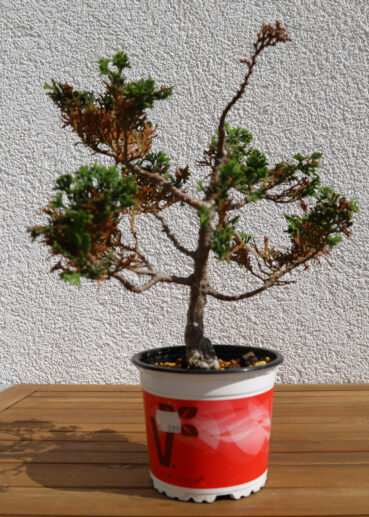 Muschelzypresse Ende März 2021