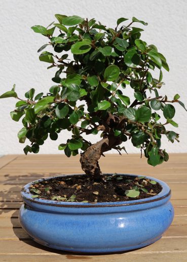 Zwergmispel Mitte April 2020 beschnitten