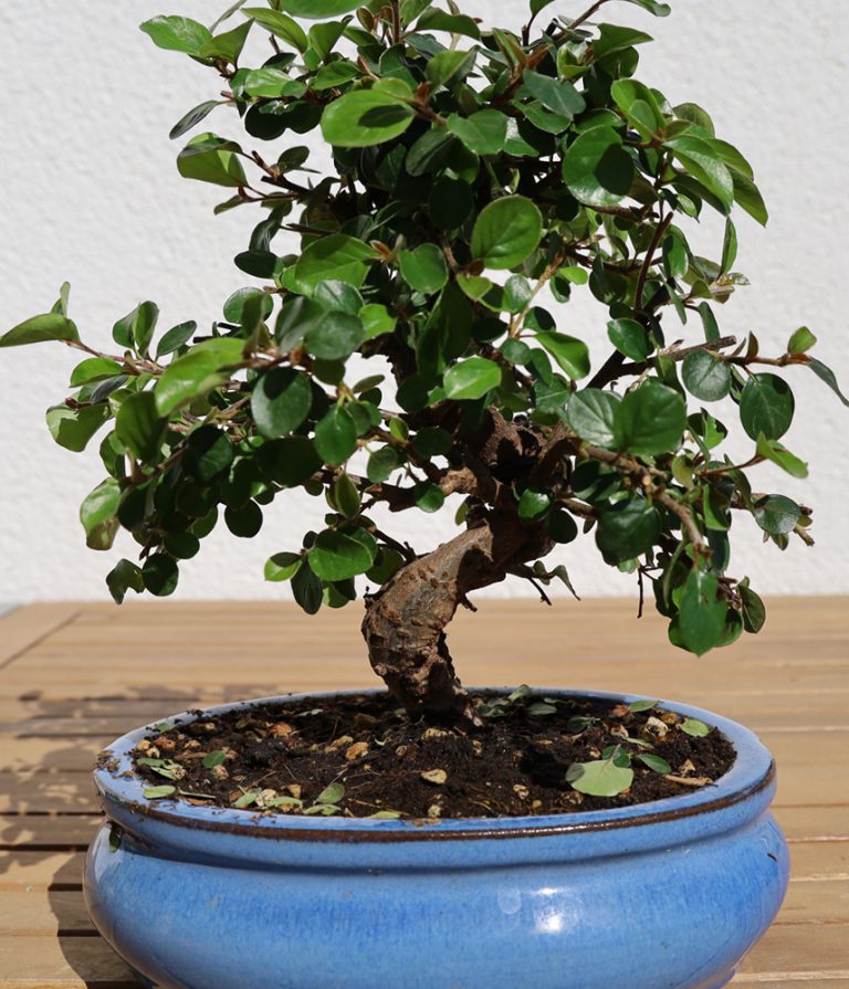 Zwergmispel Mitte April 2020 beschnitten