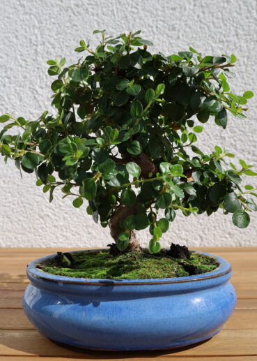 Zwergmispel Anfang September 2020