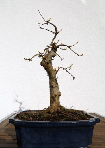 Dreispitzahorn Mitte März 2020