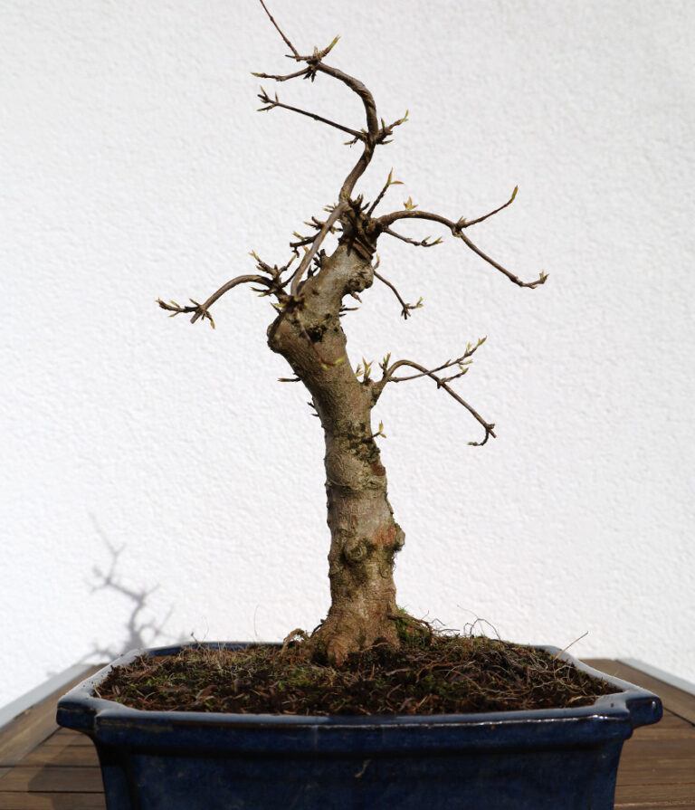 Dreispitzahorn Mitte März 2020