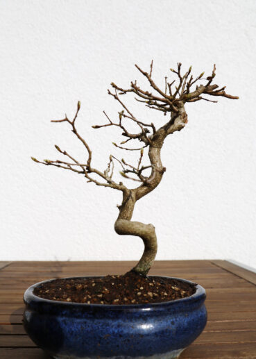 Hainbuche Mitte März 2020