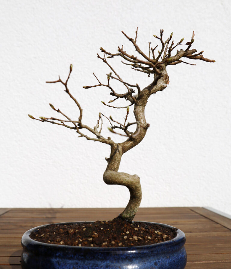 Hainbuche Mitte März 2020